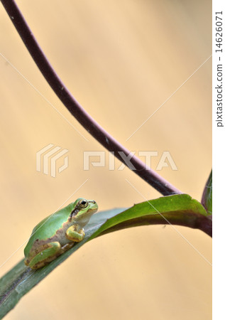 Frog looking up at the sky 14626071