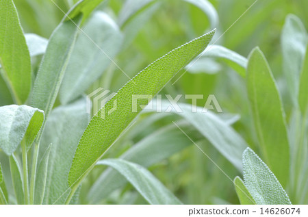 新鮮的草本鼠尾草葉子 14626074