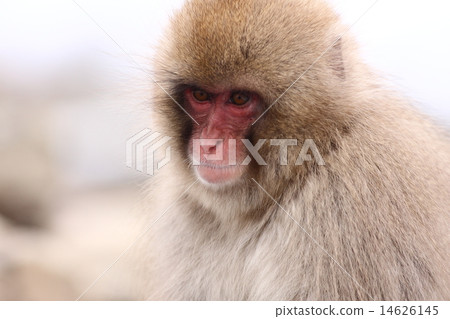 [Snow Monkey (Jigokudani Yaen-Koen)] 14626145