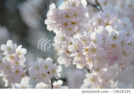 城堡在心中 城堡在心中 14626195