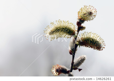 Neko Nagi與早春 14626261