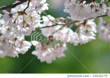 城堡在心中 城堡在心中 14626279