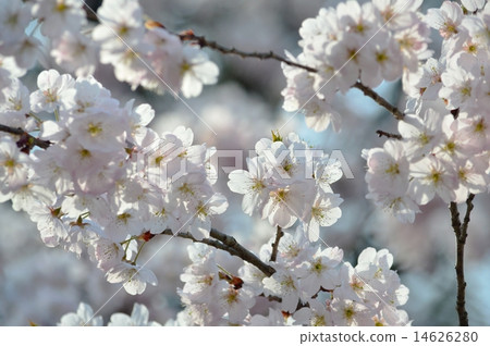 Castle in the heart 14626280