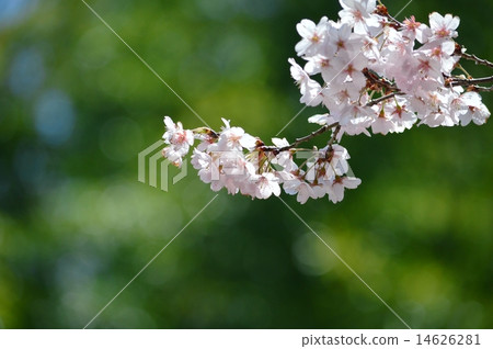 城堡在心中 14626281