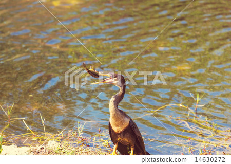 Cormorant 14630272