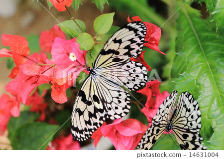 Yogo-jima's wormwood 14631004