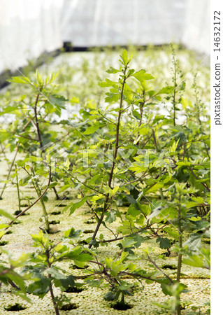 White Mugwort grow in hydroponic system 14632172