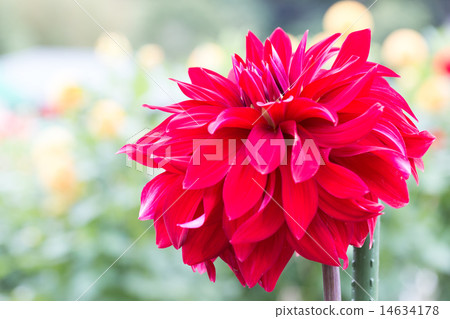 Dahlia variety (wave of the night) 14634178