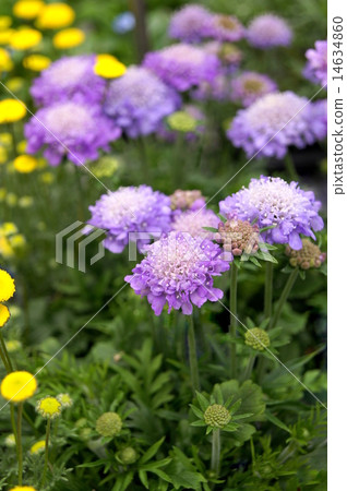 Scuba Osa (Matsumushi grass) Scuba Osa (Matsumushi grass) 14634860