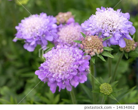 Scuba Osa (Matsumushi grass) Scuba Osa (Matsumushi grass) 14634862