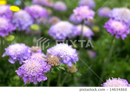 Scuba Osa (Matsumushi grass) Scuba Osa (Matsumushi grass) 14634868