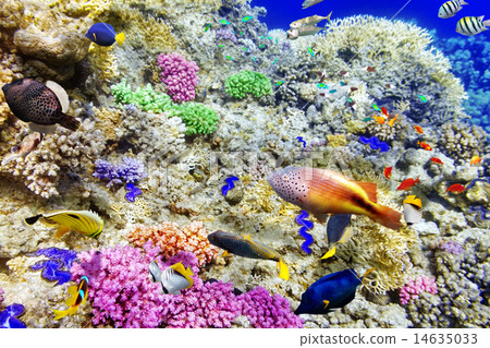 Underwater world with corals and tropical fish. Underwater world with corals and tropical fish. 14635033