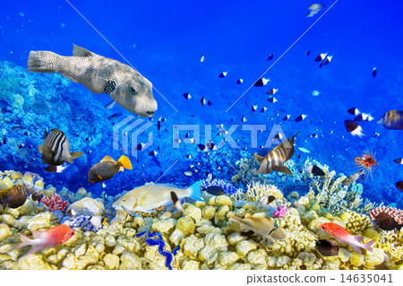 Underwater world with corals and tropical fish. 14635041