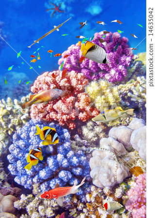 Underwater world with corals and tropical fish. Underwater world with corals and tropical fish. 14635042
