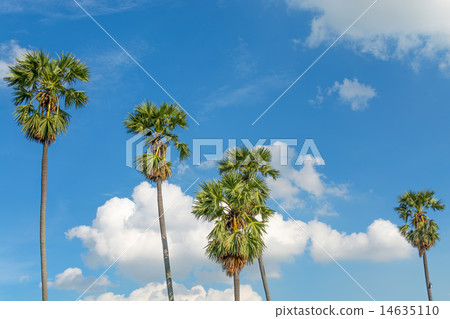 cloud and tree 14635110