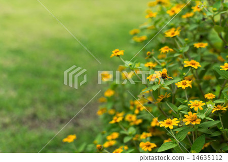 Yellow flowers 14635112
