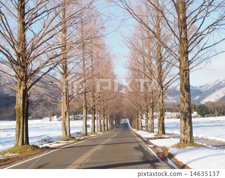 Winter Metasequoia Namiki 14635137