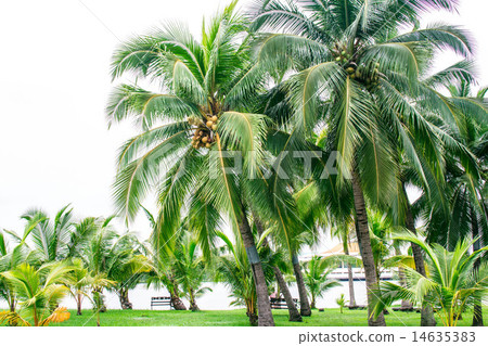 圖庫照片: coconut garden