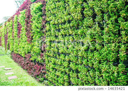 Ornamental Wall Ornamental Wall 14635421