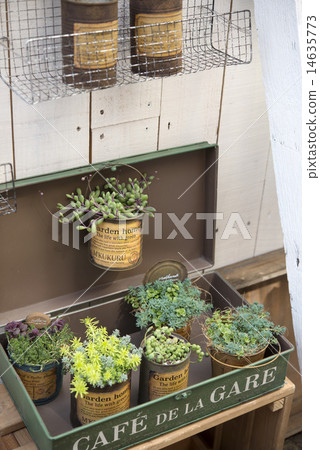 Succulent succulent planting planted Sedum 14635773