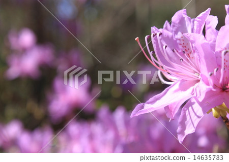 Mitsuba Azalea 14635783