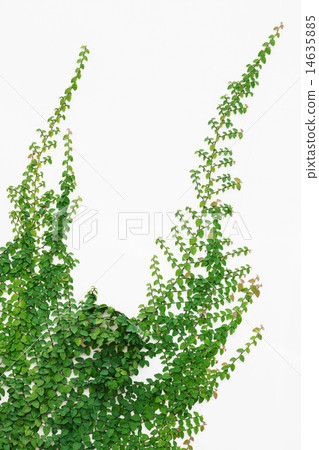 Wall of Ivy 14635885