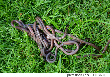 Worm 14636016