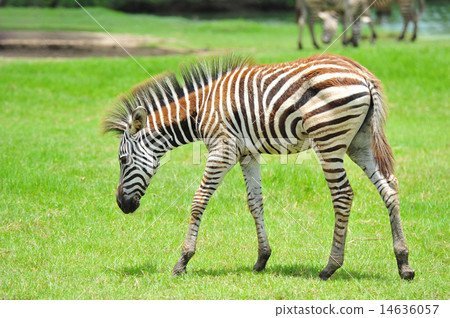 zebra zebra 14636057