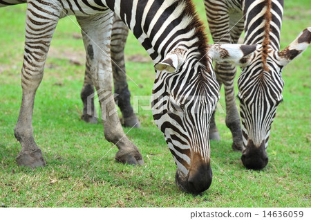 zebra eating grass zebra eating grass 14636059