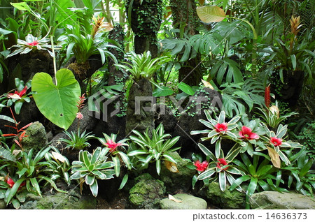 plants in Yeomiji Botanical Garden 14636373