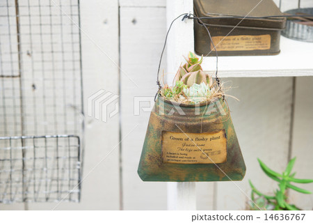 Succulent plants mowing planting gardening 14636767