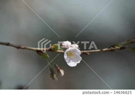 Blooming ... · · ·. 14636825