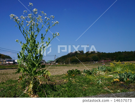 Daikon flower Daikon flower 14637073