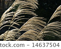 Miscanthus 14637504