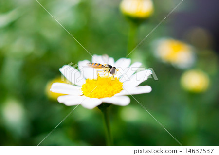 哈納布和北極 哈納布和北極 14637537