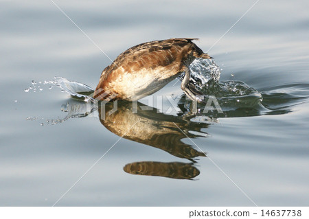 A sparrow A sparrow 14637738