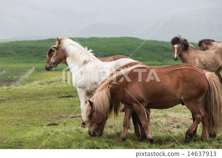 Iceland. Horses in the meadow 14637913