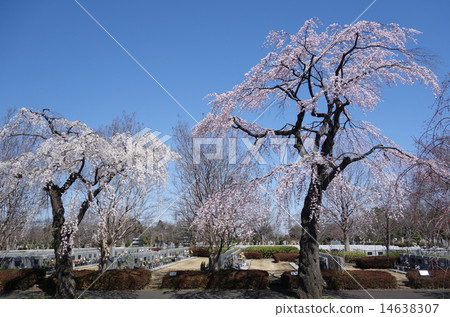 多摩公墓的垂枝櫻花（西區第3區西區第13區公墓） 14638307