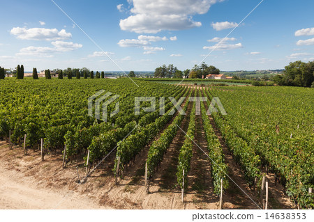 Vineyards of Saint Emilion, Bordeaux Vineyards of Saint Emilion, Bordeaux 14638353