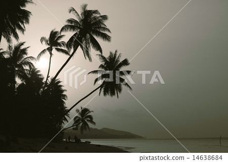 Sunset on the island with sea view and cocopalms Sunset on the island with sea view and cocopalms 14638684