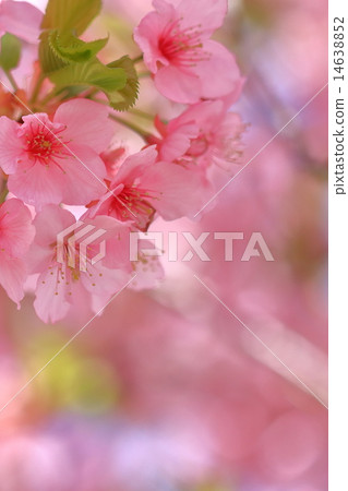 Camellia cold cherry tree in full bloom (camellia crab) Camellia cold cherry tree in full bloom (camellia crab) 14638852