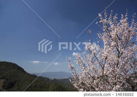Plum and blue sky 14638882