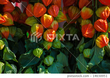 Cheeks Cheeks 14638951