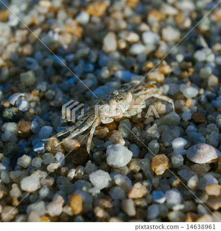 Hermit or soldier crab on sea pebbles background  14638961
