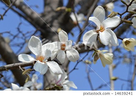 Kobushi(辣) Kobushi(辣) 14639241