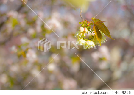 Depressed cherry tree (Ukon Kakra) Depressed cherry tree (Ukon Kakra) 14639296