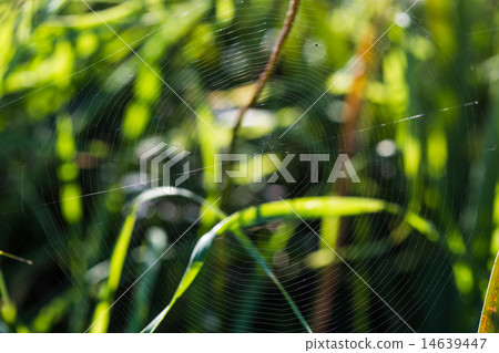 spiderweb close-up 14639447