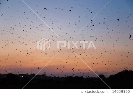 燕子的入口和日落天空 燕子的入口和日落天空 14639590