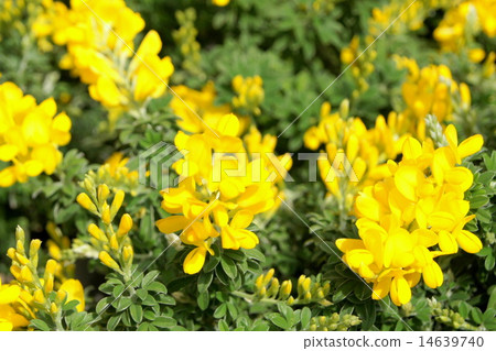 春天叫Enishida 春天叫Enishida 14639740