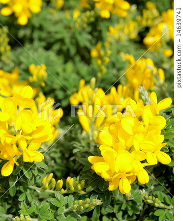 春天叫Enishida 春天叫Enishida 14639741